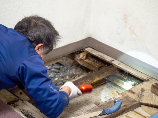 Best Kitchen Mold Remediation in Daniels, WV