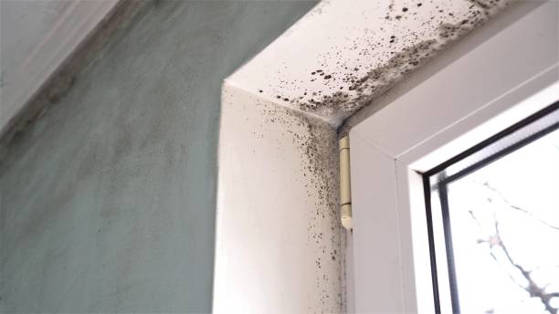 Best Insurance-Related Mold Remediation in Daniels, WV