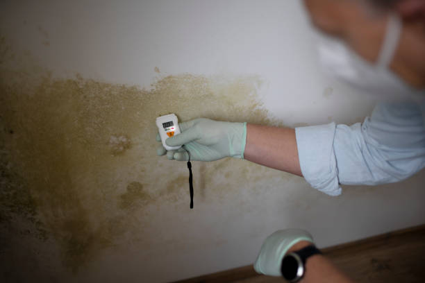 Best Residential Mold Remediation in Daniels, WV
