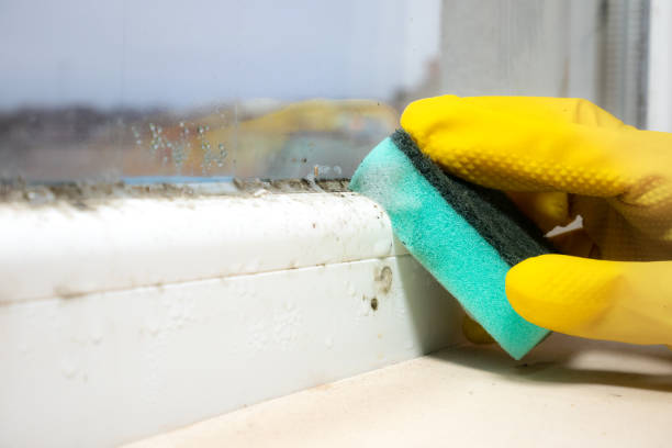 Best Basement Mold Remediation in Daniels, WV