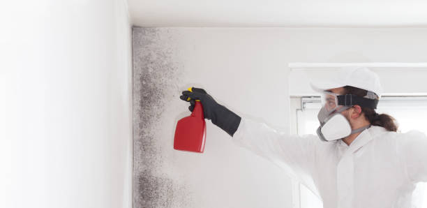 Reliable Daniels, WV Mold Remediation Solutions