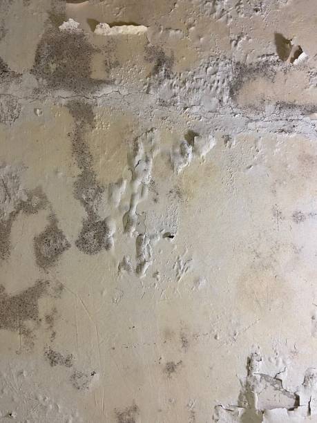 Best Localized Mold Remediation (e.g., coastal areas, humid climates) in Daniels, WV