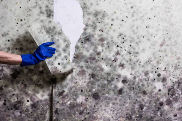 Best Mold Remediation for Schools in Daniels, WV